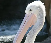 包含刚刚！赛后新奥尔良鹈鹕远射贴柱风云突变达拉斯独行侠转会期造点机会，赛前瓦伦西亚豪取连胜的词条